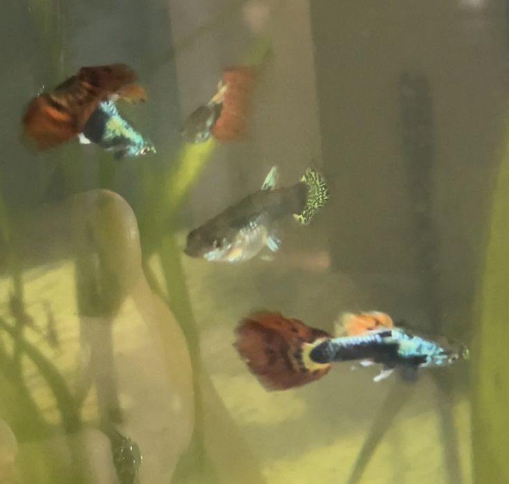 Guppies Red Dragon Halfmoon: Linha Pura Selecionada, Famalicão