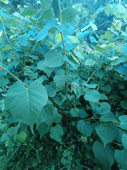 Lipa drobnolistna 150 cm 180 cm Goły korzeń