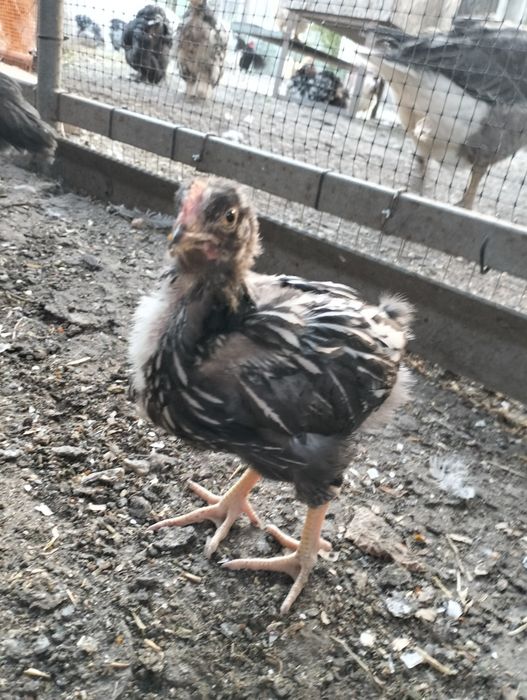 Продам курчат підрощих