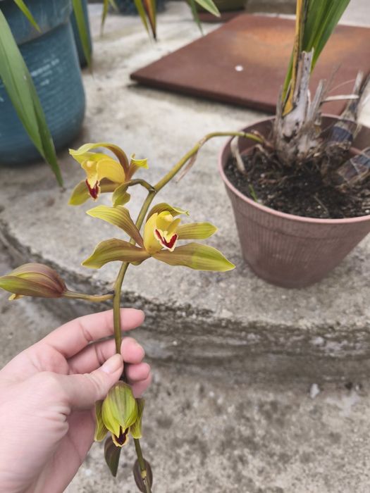 Vaso de orquídea barato