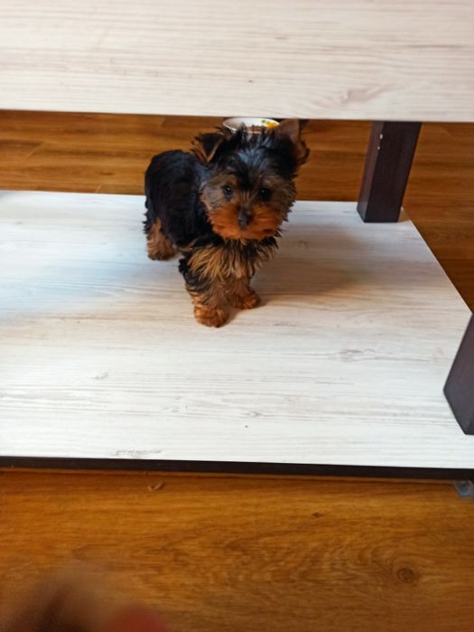 Йоркширский терьер щенки.