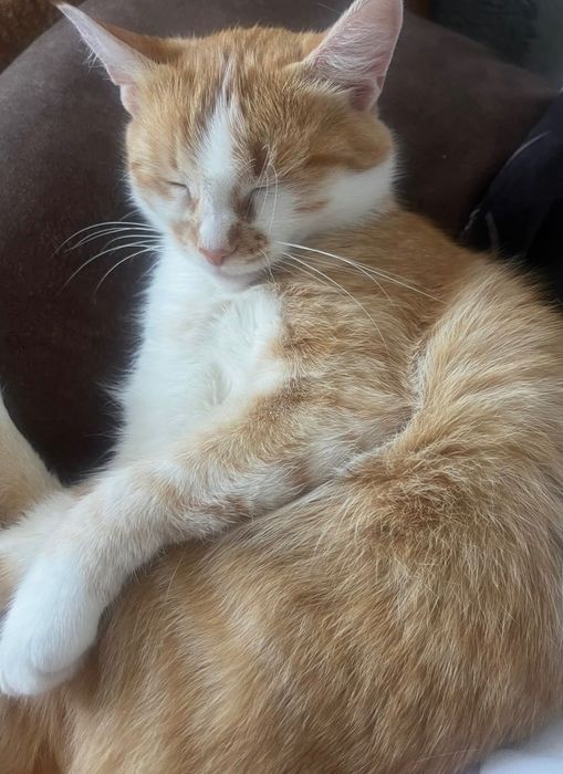 Віддам кішку в добрі руки