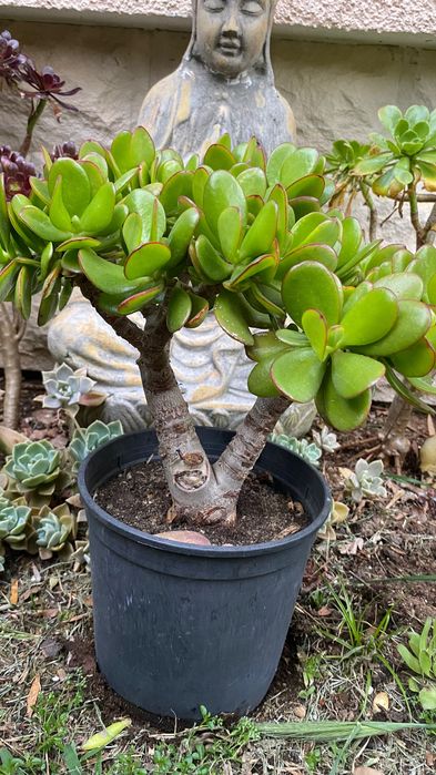 Suculenta jade grande