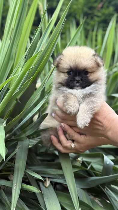 Міні малюк шпиць медвежа