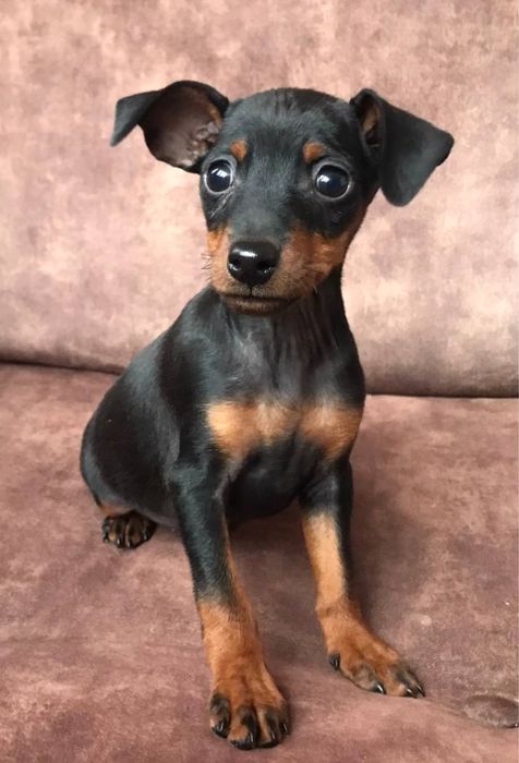 В'язка цвергпінчера