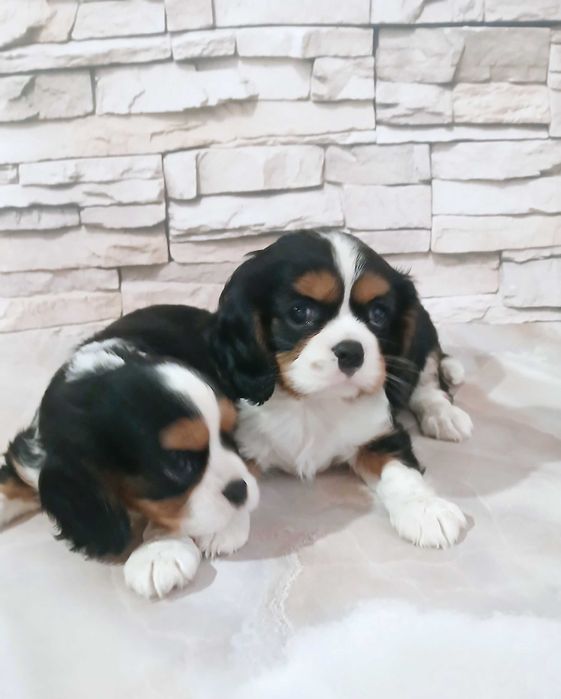suczka Cavalier king charles spaniel 10 tyg.