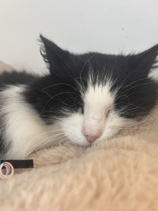 Кішка в добрі руки