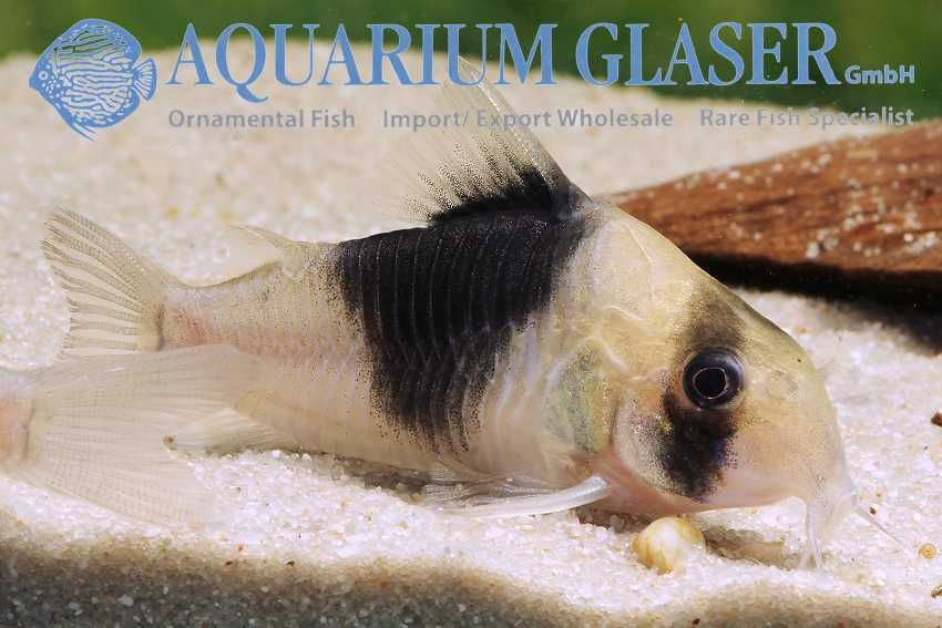 Hoplisoma sp. CW051 wild