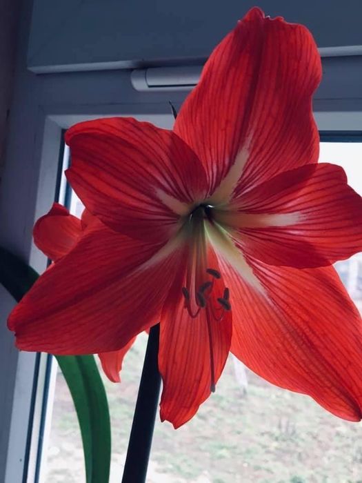 Гипераструм