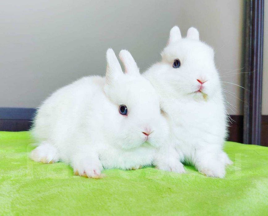 Маленьке янголятко, карликові гермеліни із розплідника!!