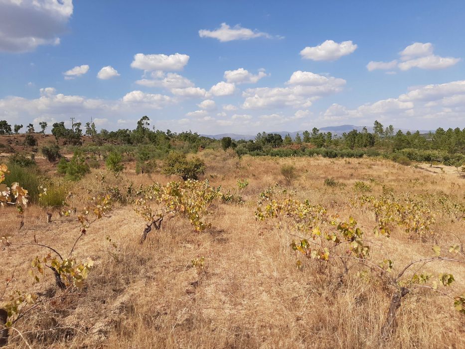 Terreno Rústico com Vinha (3.640 m²) – Salgueiro do Campo, Castelo Branco