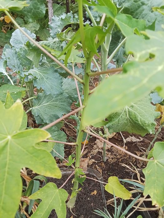 Papaiaa plantas exterior