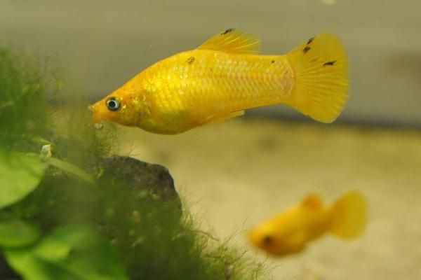 Hodowla neonki razbory danio mieczyk  gupiki molinezje kiryi krewetki