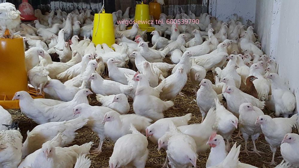 Tetra Tintet Kura Nioska