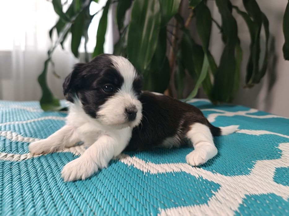 Hawańczyki słodka Dejlunia