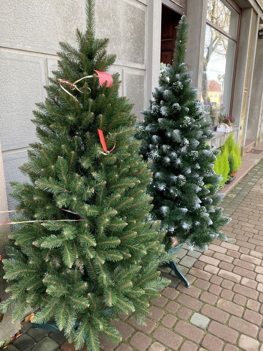 Choinka Świer jak prawdziwy naturalny gęsty piękny