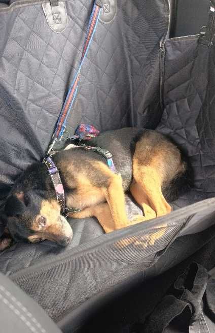 Pokrowiec mata do samochodu transporter dla psa kota wodoodporny