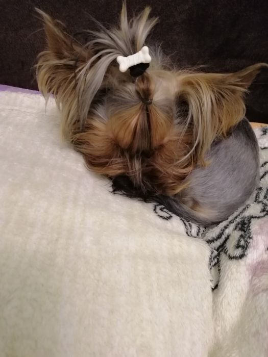 Міні Йорк- вязка