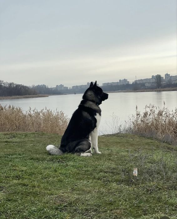 Выгул вашей собаки