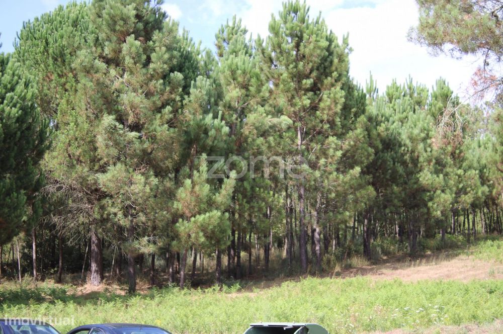 Terreno com pinhal e e mato a 15 minutos de Viseu