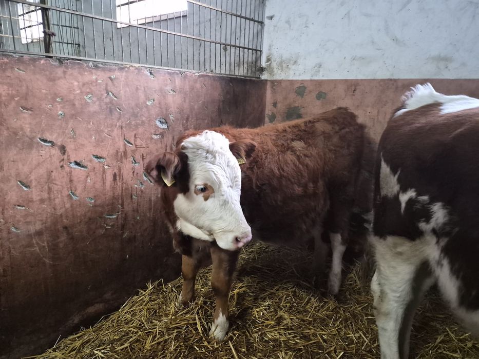 Byczek i jałówka simental