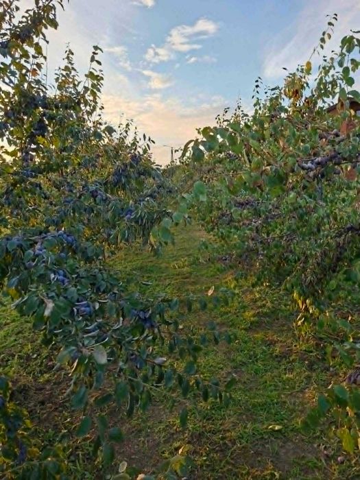Śliwka węgierka -presenta  z własnej plantacji