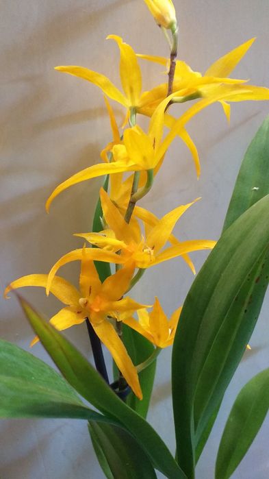 Орхидея Камбрия.