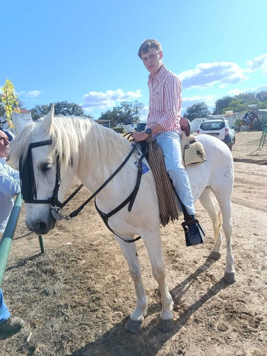 Cavalo capado Pura raça espanhola