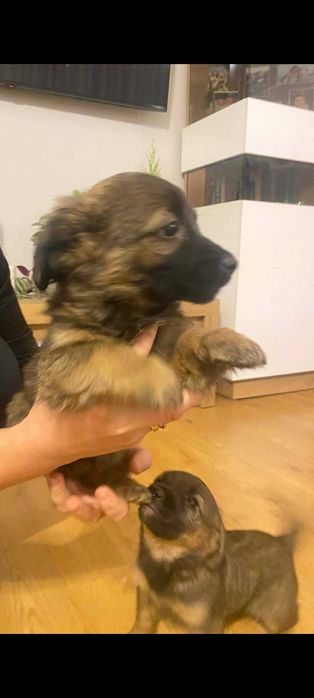 Szczeniaki pieski za darmo