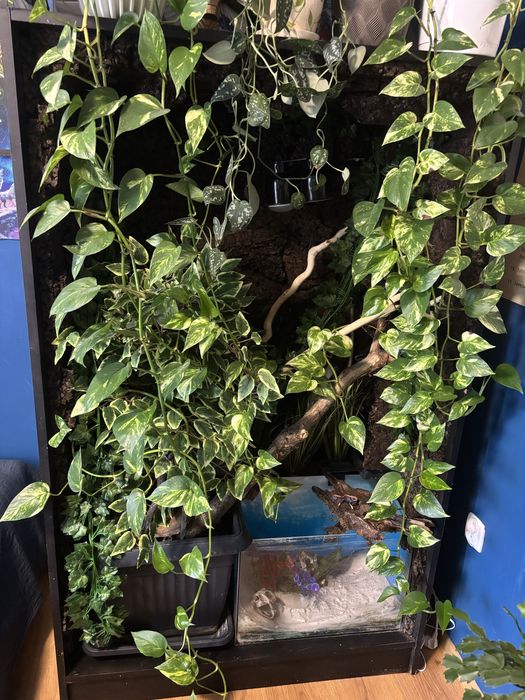 Terrarium tropikalne 100x160x55 cm z akwarium