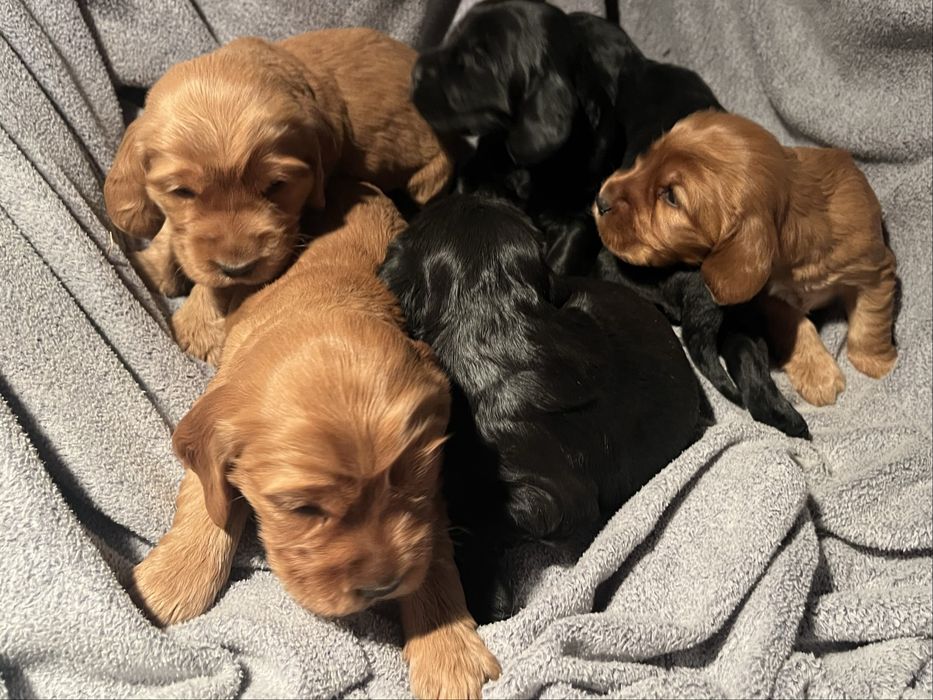 Cocker spaniel cudowny szczeniak