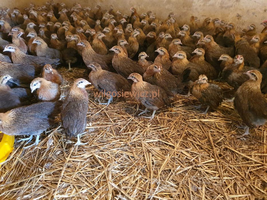 Kurki kokoszki nioski Zielononóżki transport na miejsce