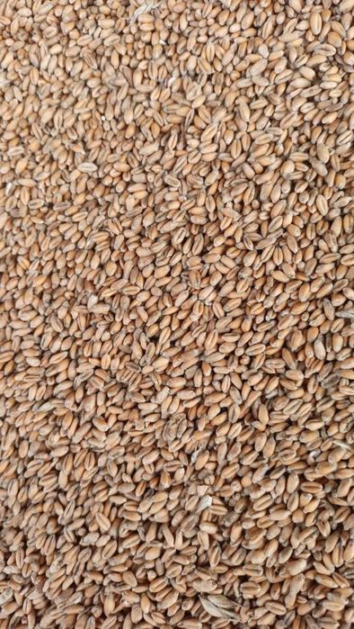 PSZENICA,Pszenżyto,Owies.