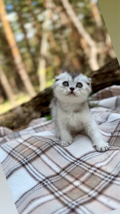 Шотландські висловухі котенята чистокровні породні срібна шиншила