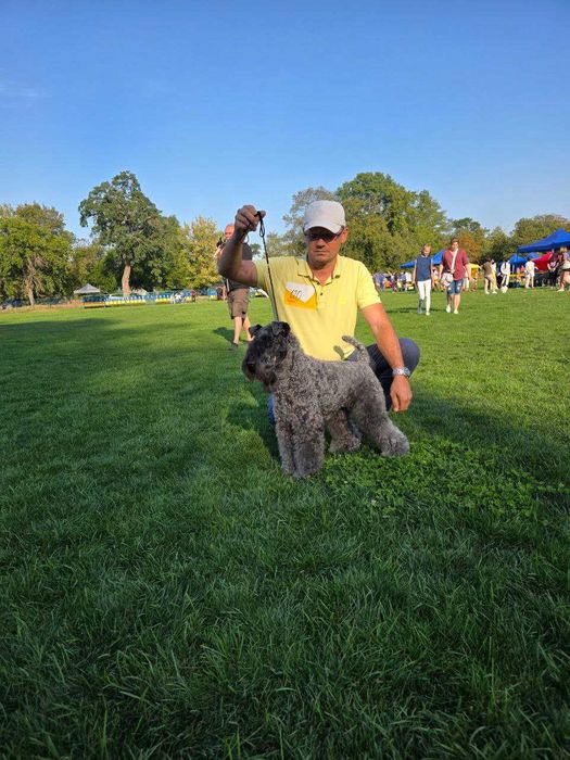 Цуценята Керрі Блю Тер'єра!