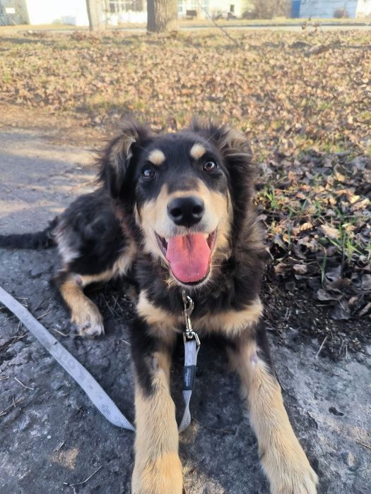 Лейла шукає своїх людей