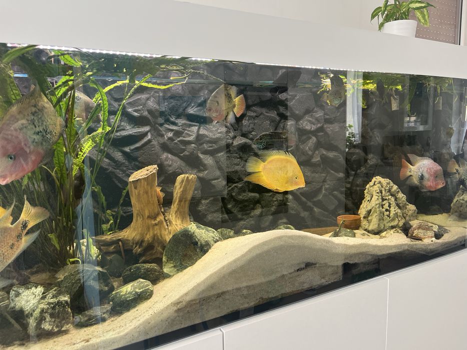 Akwarium diversa ok. 600 l 160/60/60 plus szafka pokrywa ryby filtr