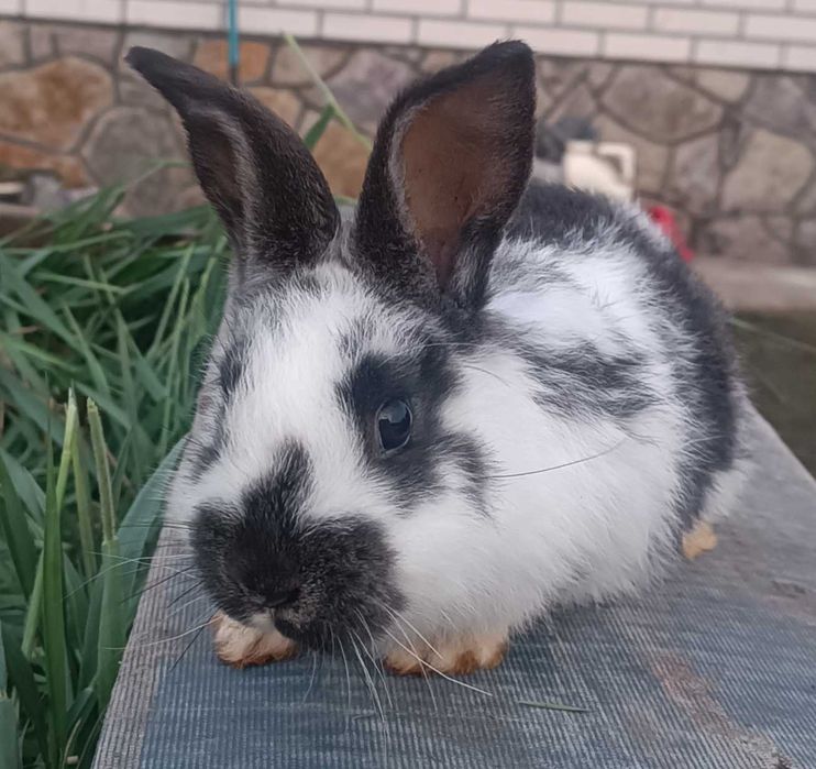 Продаються кролики