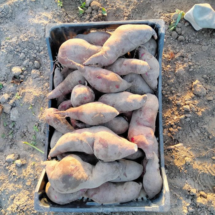 Batatas doces á venda barata e caseira.