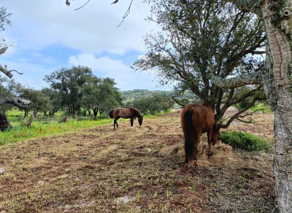Terreno rústico em Lagos, Bensafrim com 1 hatare, com furo de água