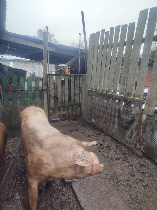 Продам свині живою вагою, Свиня
