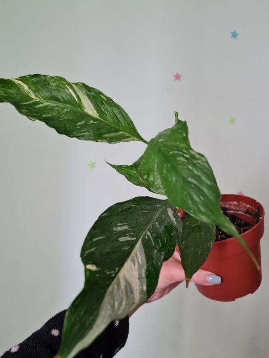 Спатифіллум Доміно