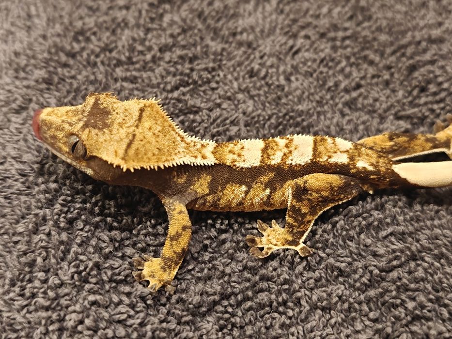 Gekon orzęsiony 11g samica tricolor WeedGeckos