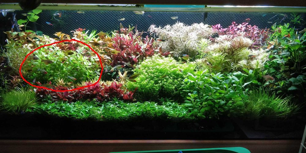 Roślina do akwarium Bacopa caroliniana/Colorata - sadzonki