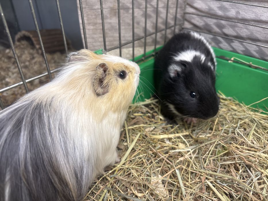 Świnki morskie, kawie domowe samce 6 tygodni