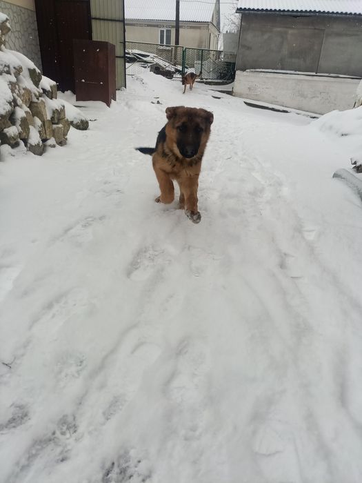 Продам дівчинку німецької вівчарки. Вік 5 місяців