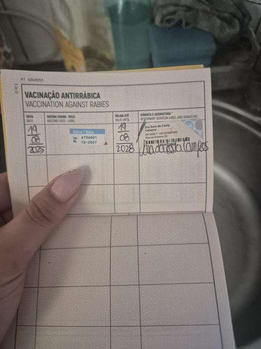 cao muito  meigo
