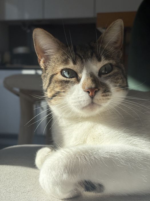 Doação responsável de gato