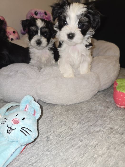 Sliczna sunia Morkie