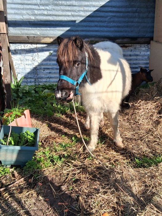 Pónei fêmea cheia com 5 anos